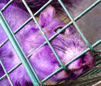 Purple Squirrel