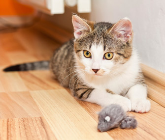 Chaton jouant avec un jouet