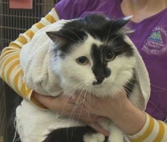 Lux, who's living in animal shelter in Portland, Ore., will get a visit from cat behaviorist Jackson Galaxy.