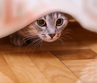 Cat hiding under curtain