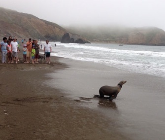 Pickles the juvenile sea lion found entangled in fishing line. He was treated and released.