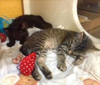 Atlas, in the back, is partially blind and gets by with a little help from his sister, Nova, pictured in the front.