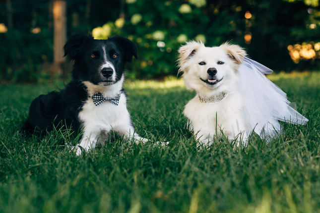 Teddy and Lucy at Dog Wedding