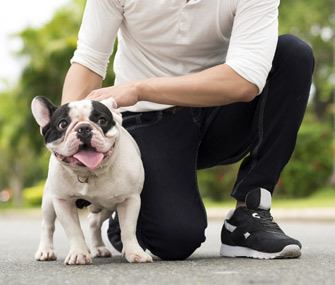 French Bulldog and owner in the park