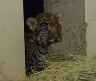 Two jaguar cubs were born last month at the Living Desert zoo in California.