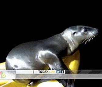 A sea lion pup surprised a diver when it jump aboard his kayak.