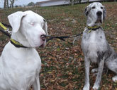 Lily and Maddison