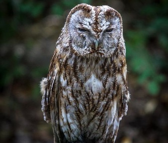 Sherman, a rare tawny owl, was taken from the Raptor House sanctuary in Washington.