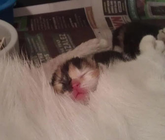 One of the rescued kittens curls up safe and sound with mom.