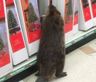 A beaver checked out Christmas trees before pulling items off shelves at a dollar store.