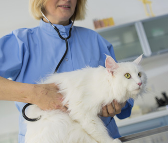 Cat at the Vet