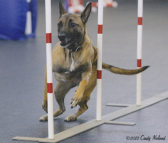 Rose Westminster Agility