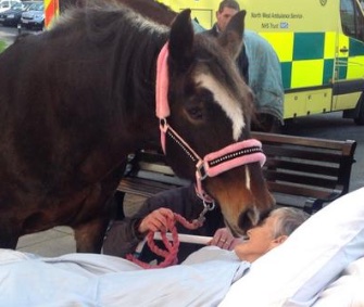 Sheila Marsh and her horse Bronwen say their last goodbyes outside the Wigan Royal Infirmary in the U.K.