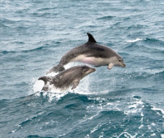 Bottlenose dolphins