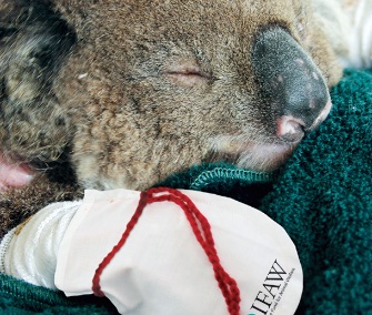 The IFAW is asking volunteers to make mittens for koalas recovering from burns on their paws.