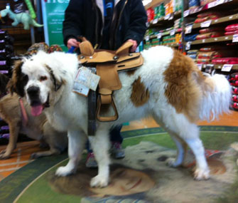 Big dog wearing saddle
