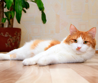 Your Adult Cat What To Expect At 3 To 4 Years