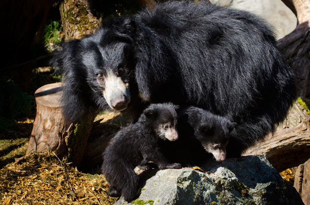 Sloth bear family