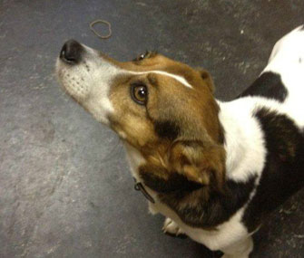 Patch the dog was reunited with his owner when she saw this photo on Twitter.