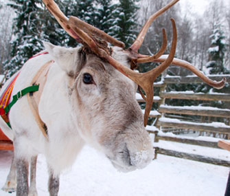 reindeer