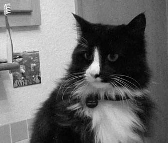 Henry acts in Henri: Paw de Deux.