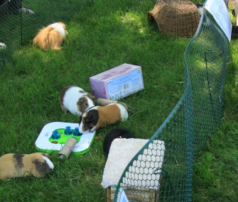 guinea pignic