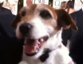 Uggie