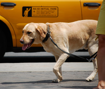Dog walking by cab in New York City