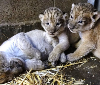 Lion cubs at Sacramento Zoo