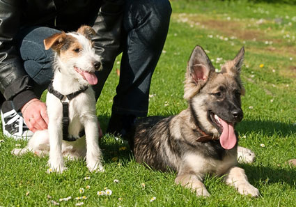 Dog in puppy class