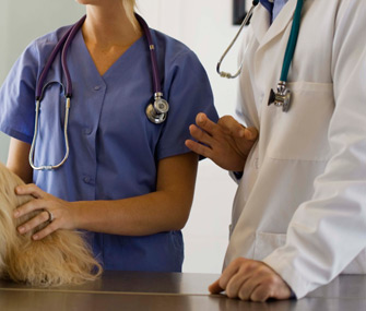 Vet Team