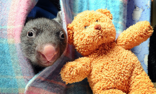 Baby Wombat in Pouch