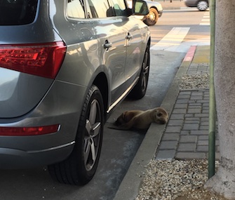 A sea lion pup was rescued from the streets of San Francisco Thursday.