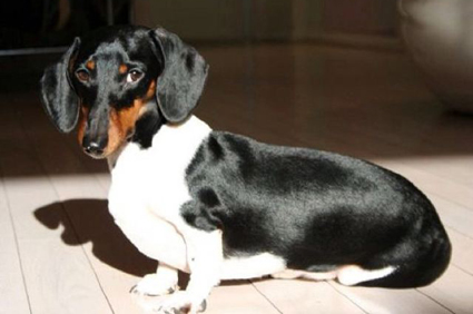 Norma Kamali's Dachshund Zeke