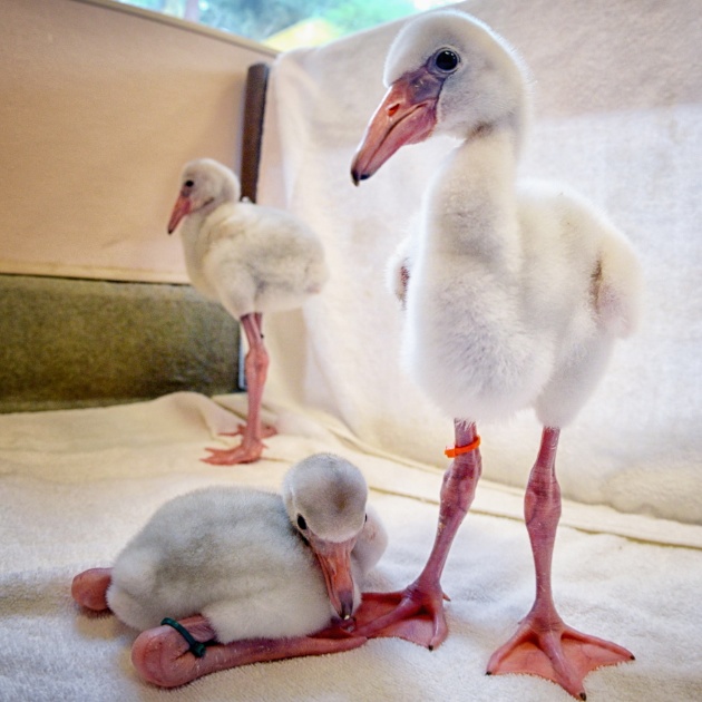 12 Flamingos Hatch in San Diego