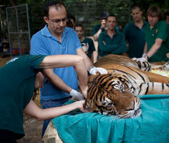 Tiger gets acupuncture for ear infection
