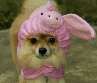 Pig costume on dog