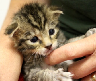 A rare wildcat kitten was born in July at the U.K.'s Wildwood Trust.