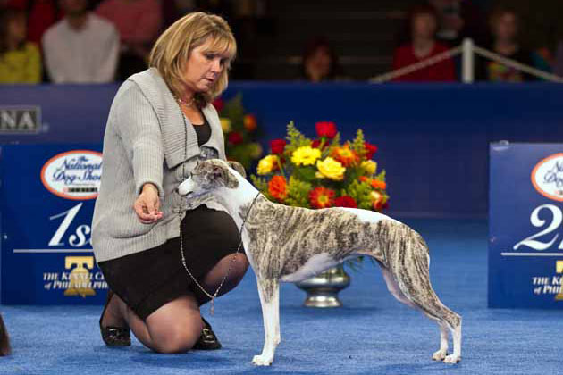 whippet national dog show