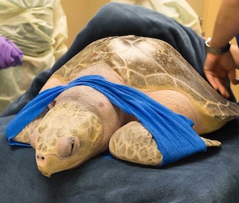 Tucker the sea turtle was treated for gas bubbles in Virginia Mason Hospital's hyperbaric chamber.