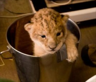 One of Neka's three lion cubs gets a weight check at the Oregon Zoo.