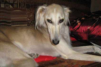 Saluki lounging