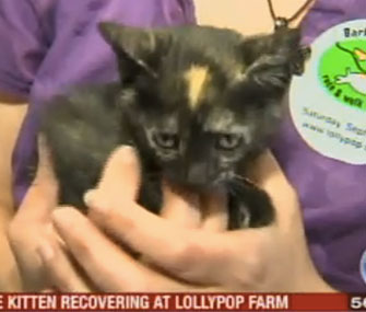 Connecticut the kitten survived a 6-hour ride on top of a car's gas tank.