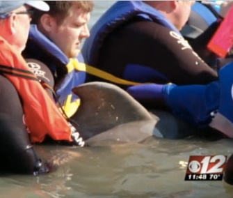A team of rescuers helped free and mother dolphin who was caught in fishing gear in Florida.