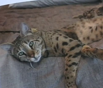 Ivy, a Savannah cat, went missing in San Diego.