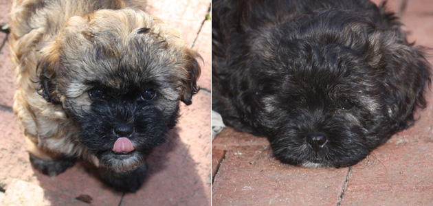 Samson and Simon