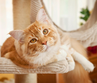 Cat lying on tree