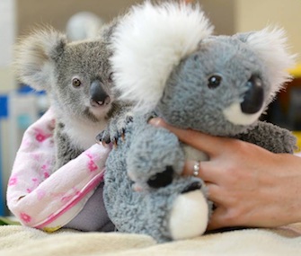 Shayne, an orphaned koala joey, snuggles with a stuffed animal koala for comfort.