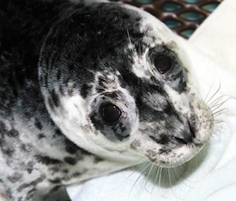 The Alaska SeaLife Center is caring for eight rescued harbor seal pups.