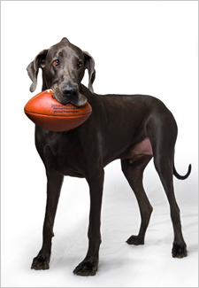 Giant George, The World's Tallest Dog with Football
